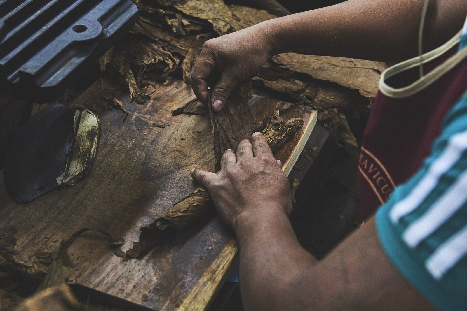 Tobacco leaves being sorted at a production partner