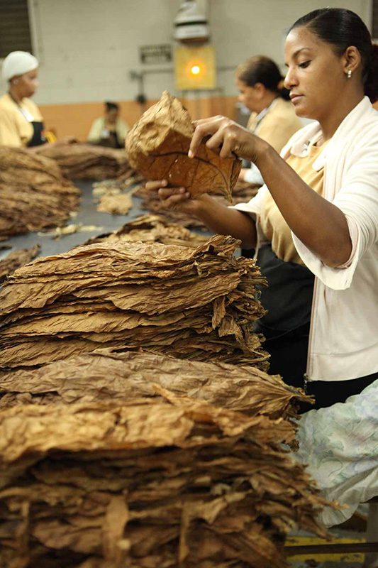 Cigar rolling in production